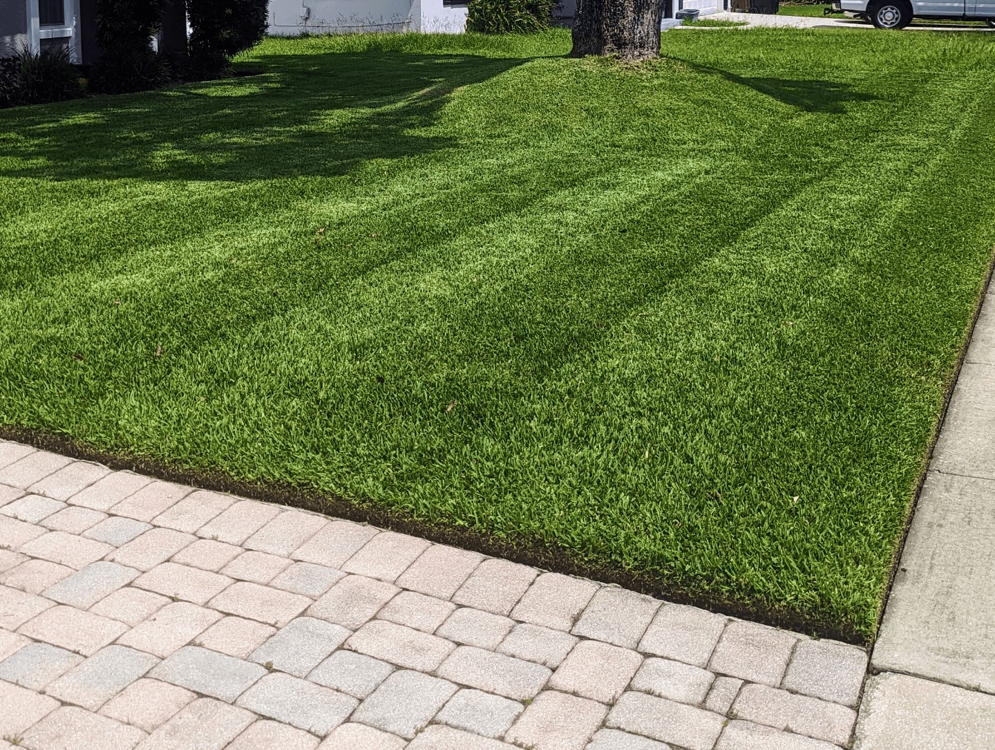 Freshly mown Sydney front lawn with clean mowing stripes beside a paved driveway